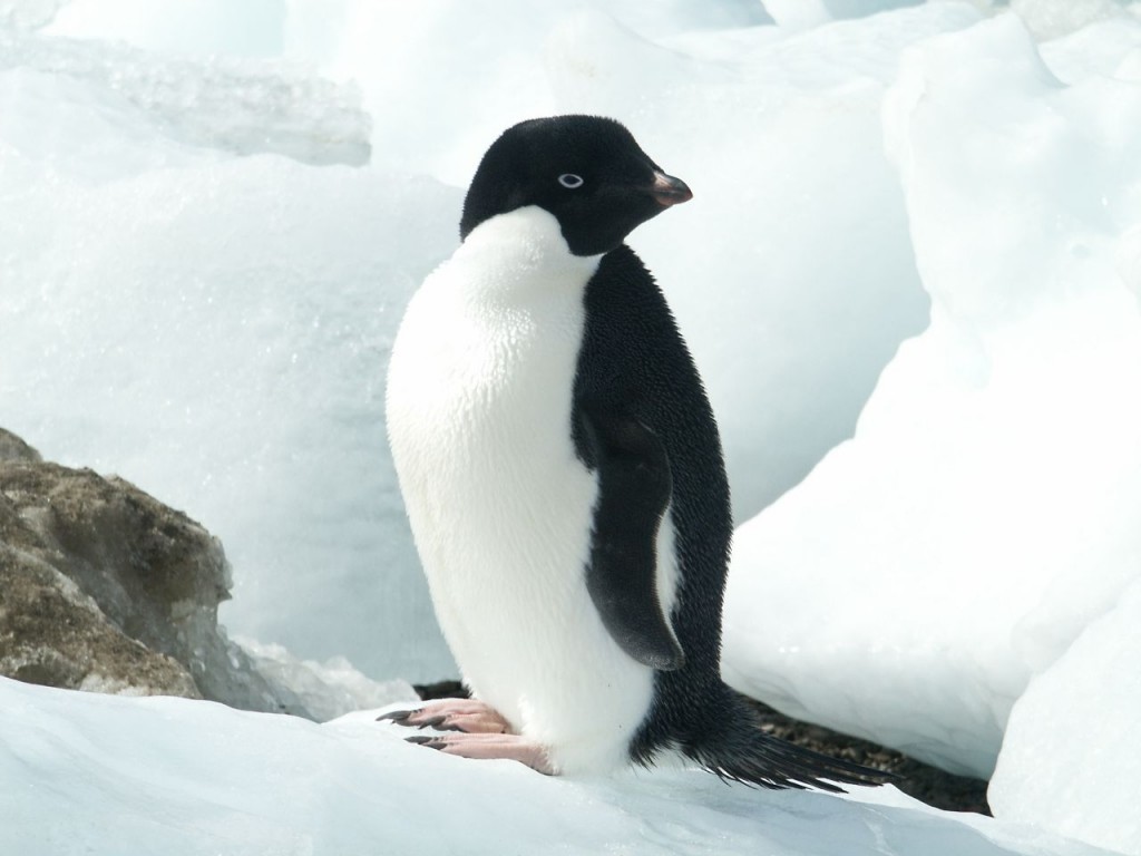 21-Adelie-Penguin-on-Iceberg-1024x768.jpg