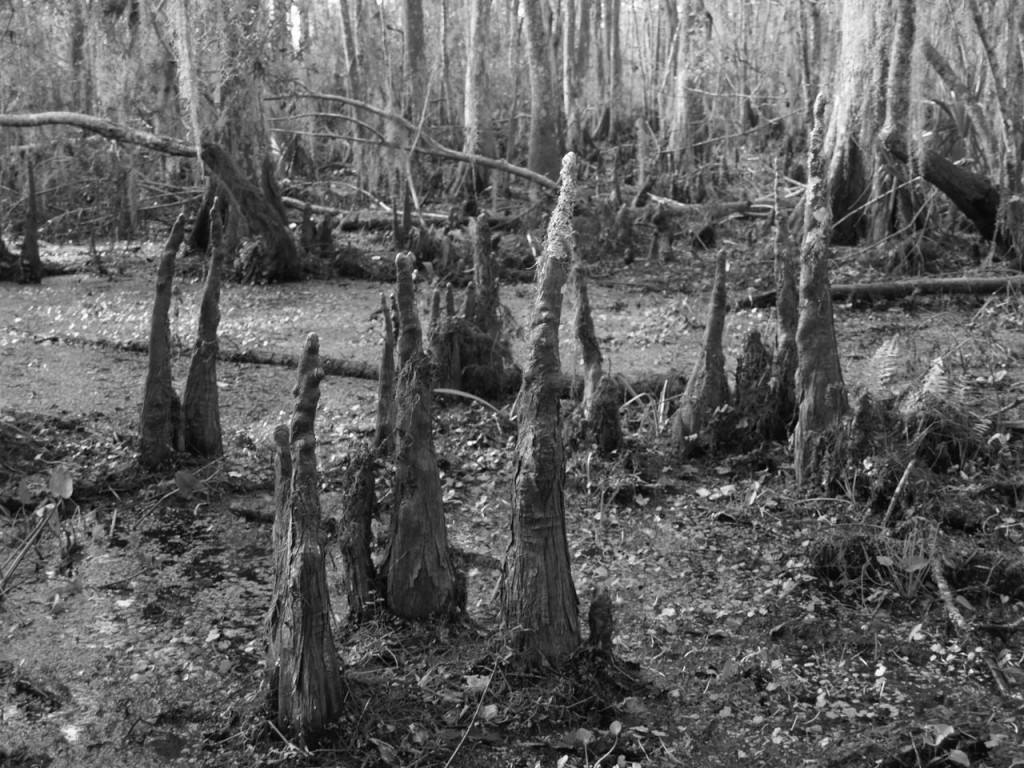 black and white cypress knees