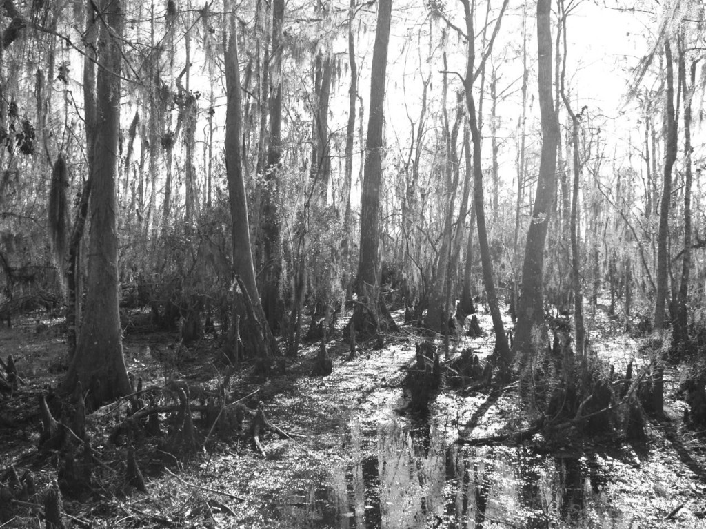 black and white swamp