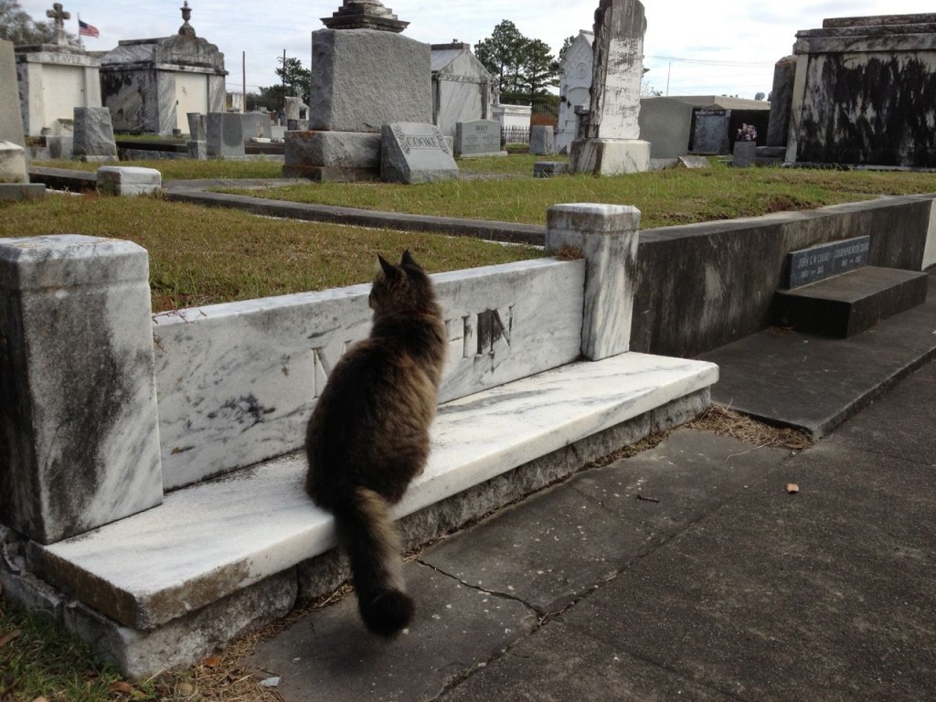 cemetery cat