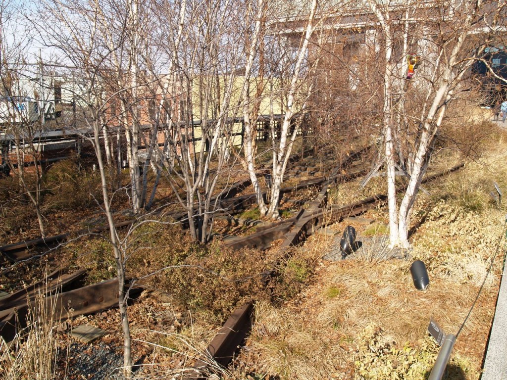 highline trees in crossing tracks