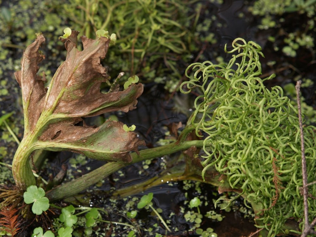 curly plant