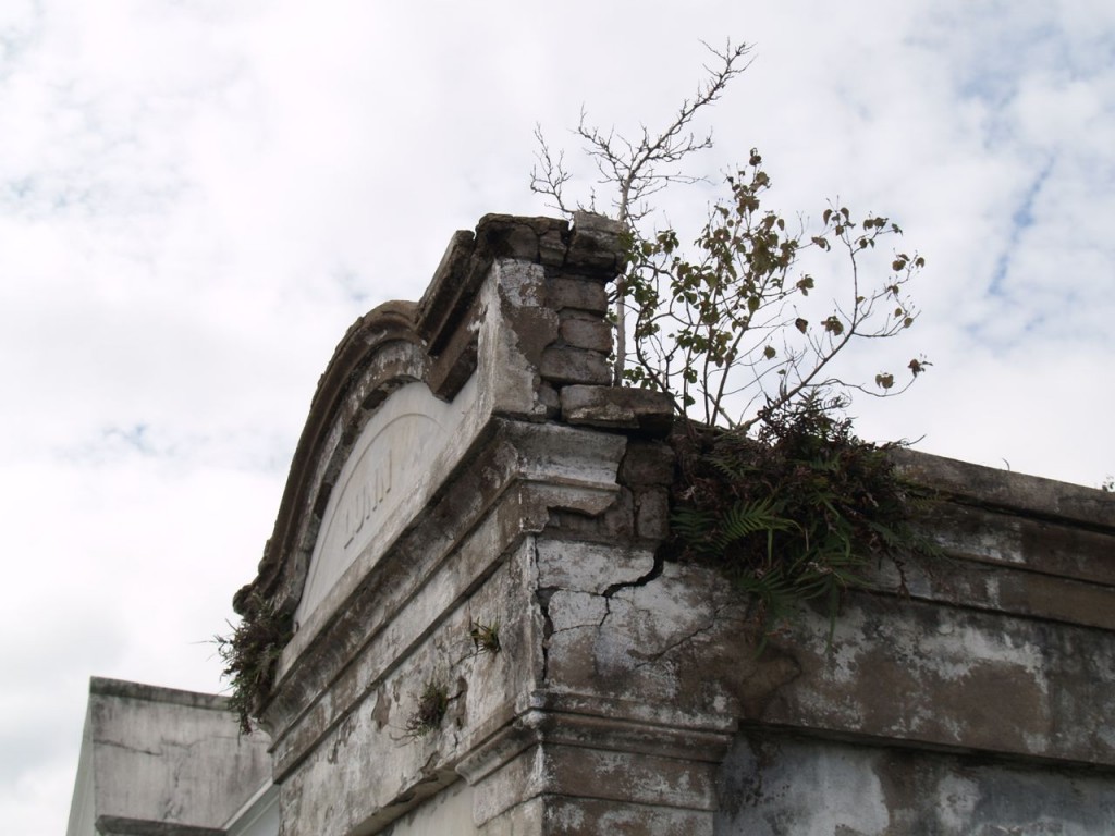 fern on tomb