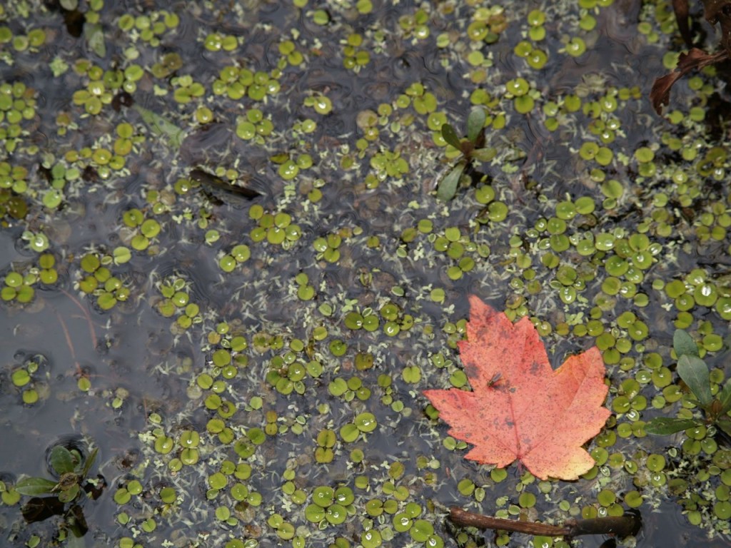 red leaf on swamp