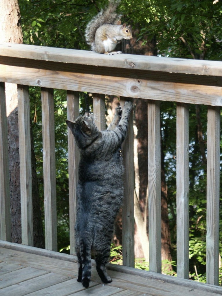 Puck and squirrel