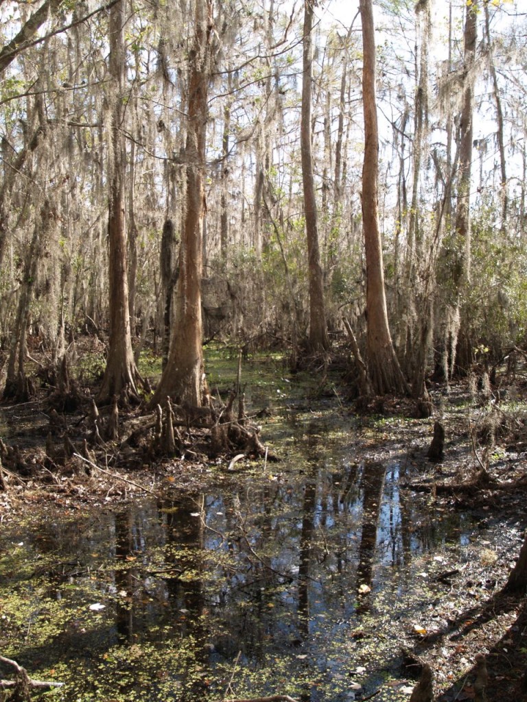 reflected swamp