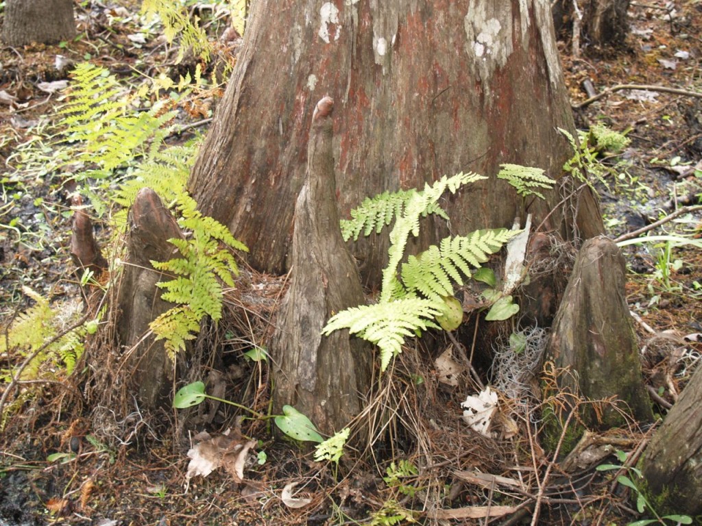 cypress tree swamp