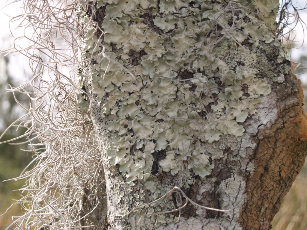 tree fungus