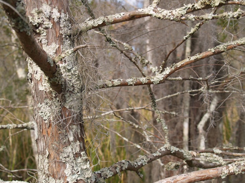 tree limb with fungus and moss