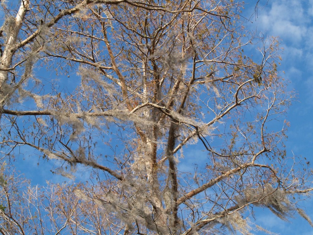 tree with spanish moss