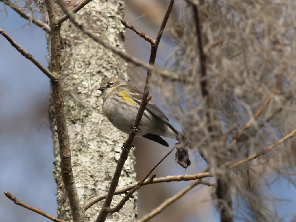 yellow rumped warbler