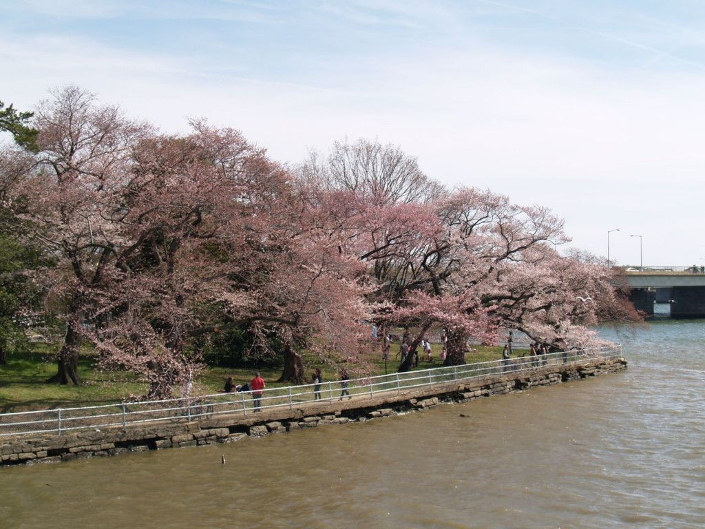 Cherry trees blooming on Potomac River near the 365 bridge