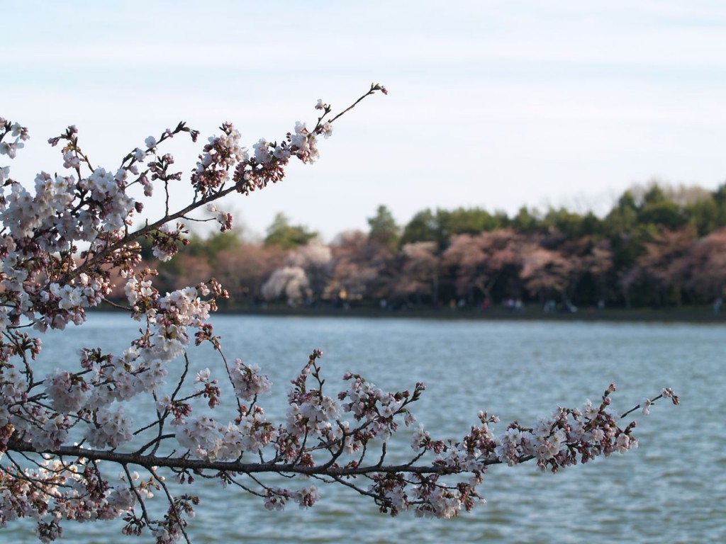 Cherry blossoms on Tidal Basin with more cherry trees blooming on other side