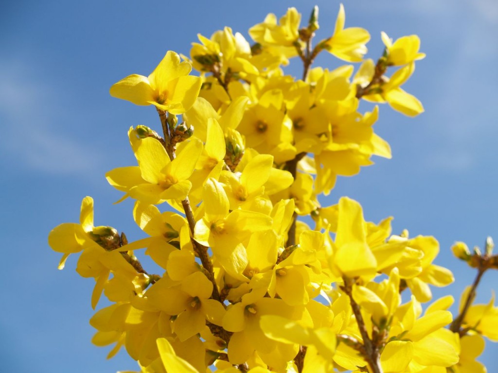 Forsythia at the George Mason Memorial