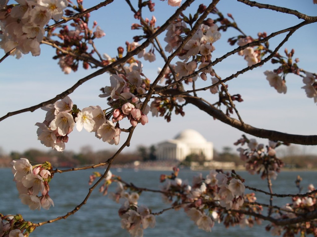 Cherry blossoms with the Jefferson Memorial