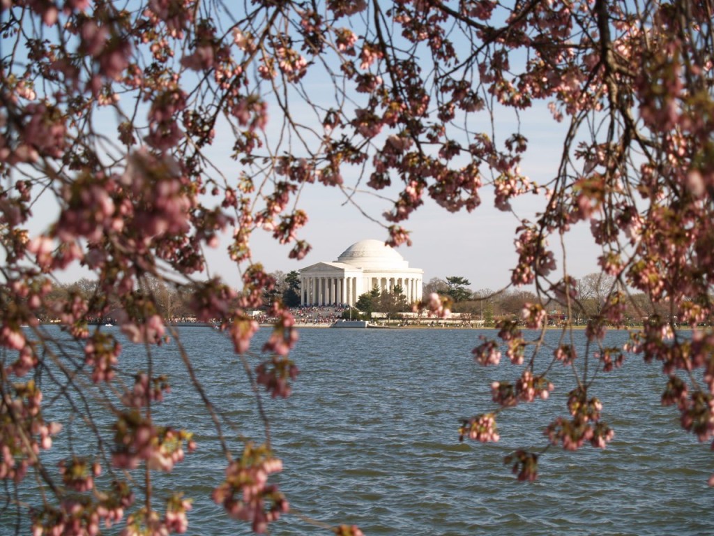 Cherry blossoms with the Jefferson Memorial