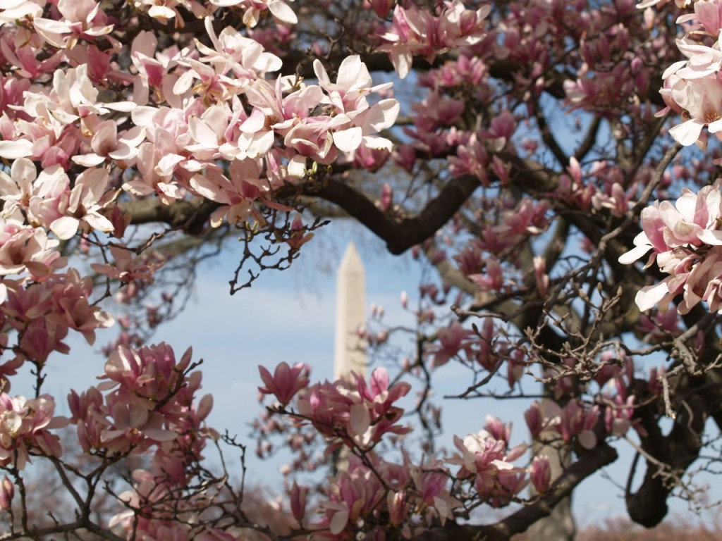 Saucer magnolia with the Washington Monument