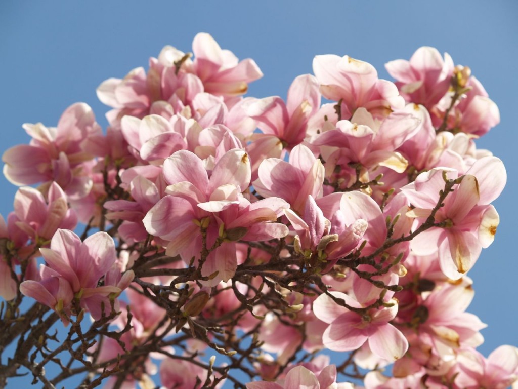 Saucer magnolia at the George Mason Memorial