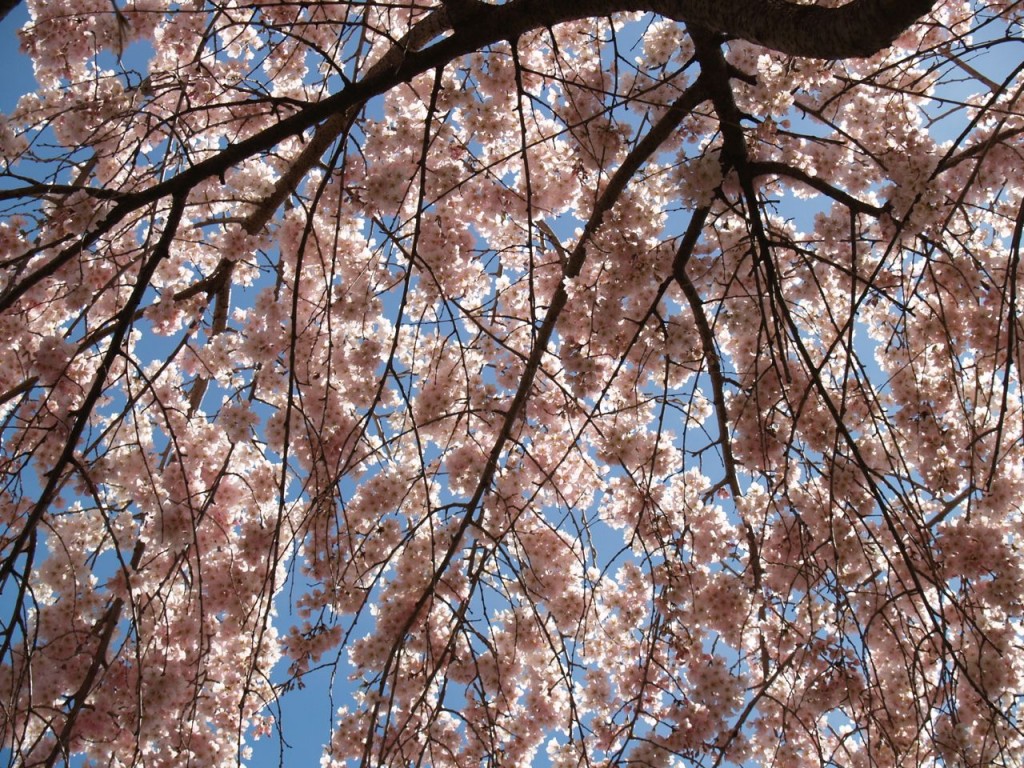 Cherry blossoms