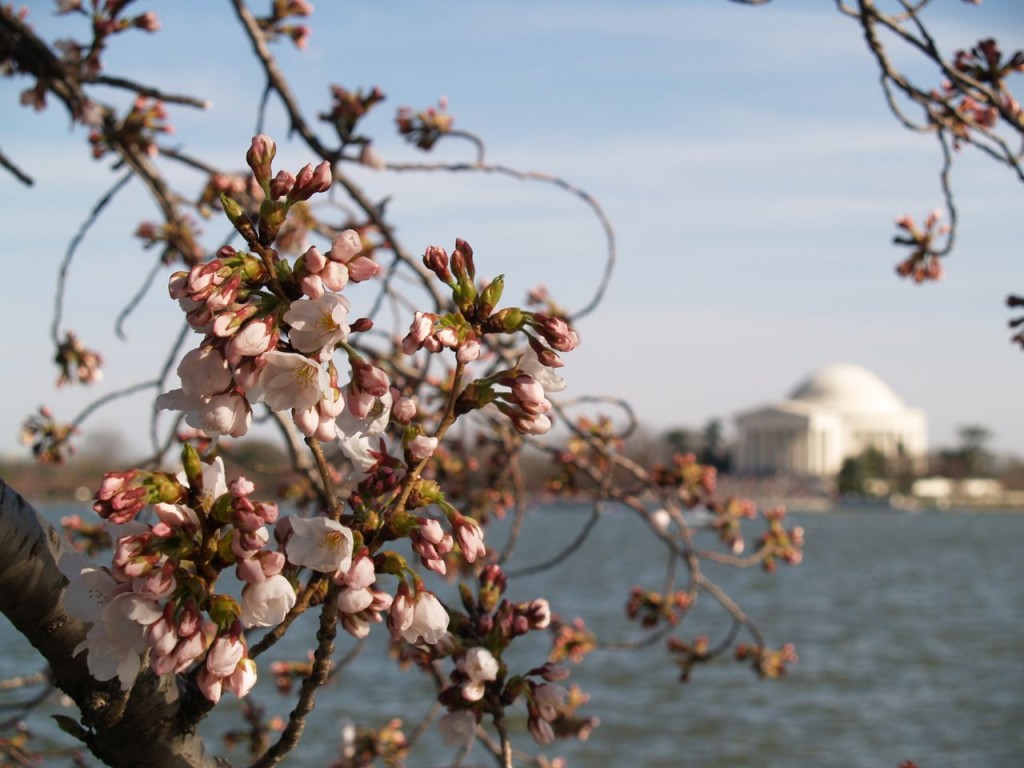 Cherry blossoms with the Jefferson Memorial