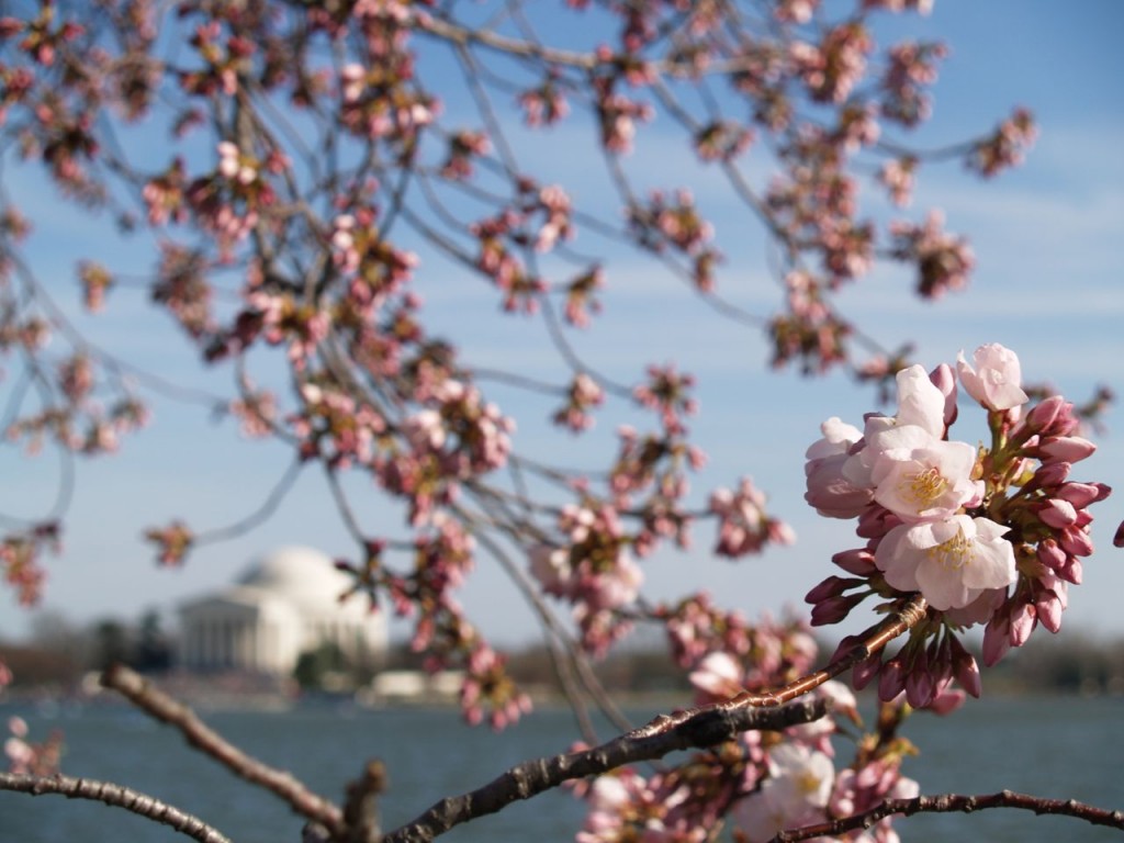 Cherry blossoms with the Jefferson Memorial