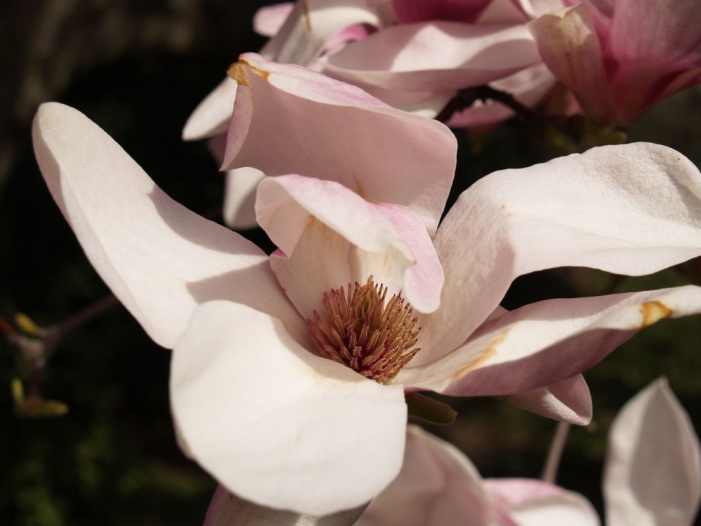 Saucer magnolia (Magnolia × soulangeana)