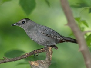 A gray catbird but not the one I saw today