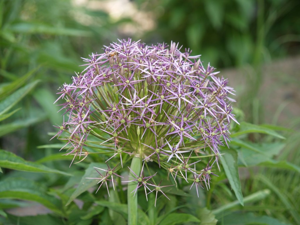 allium