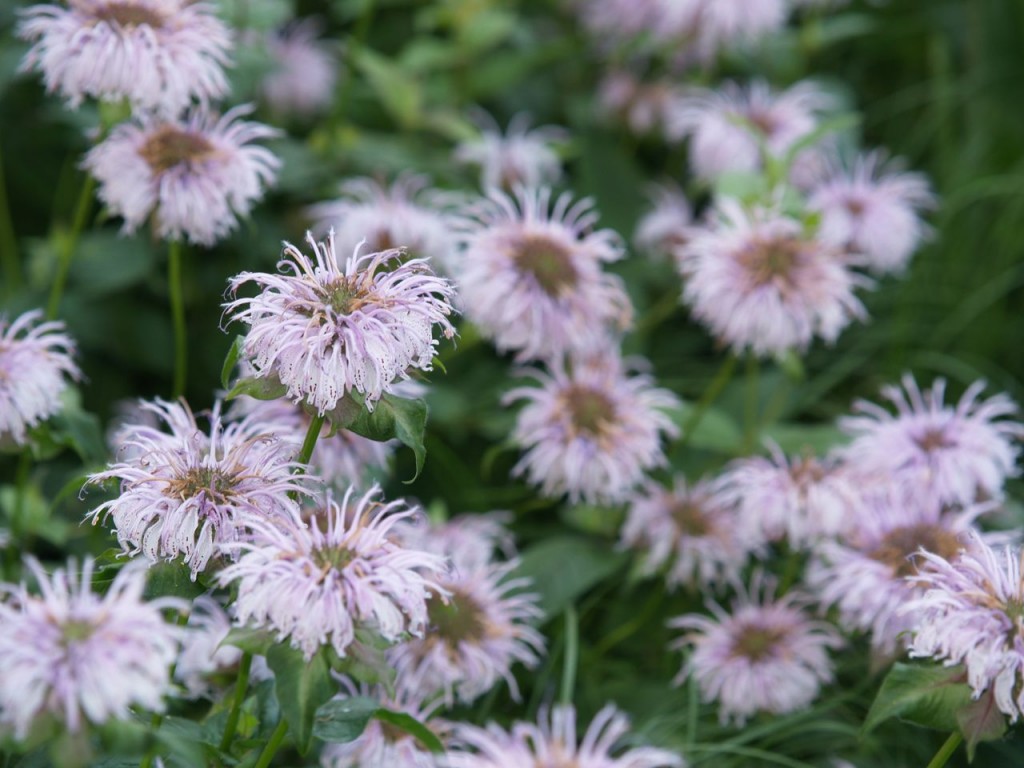 highline flowers