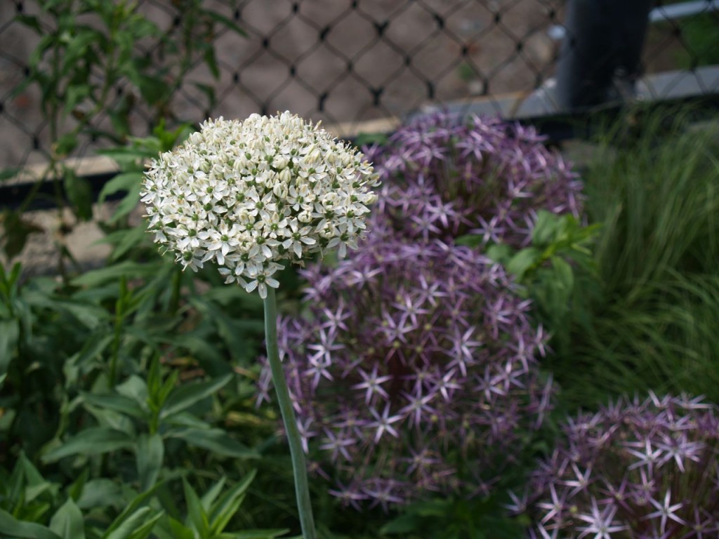 highline flowers