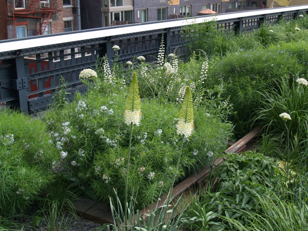 highline plants