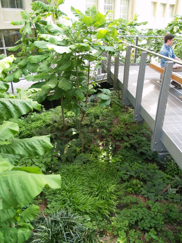 Highline ferns
