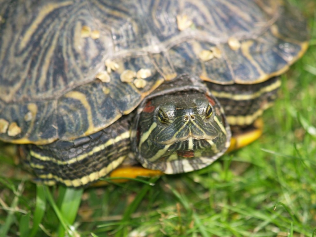 Central Park turtle