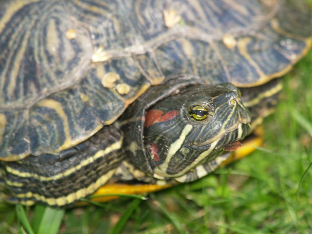 Central Park turtle