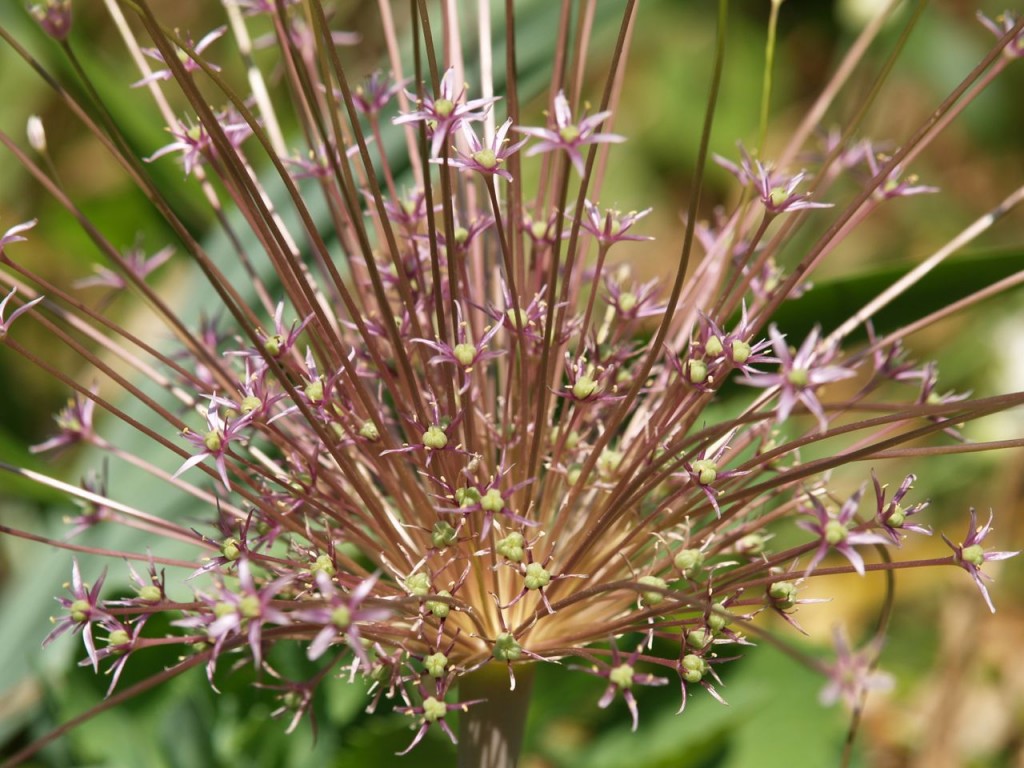 allium flower