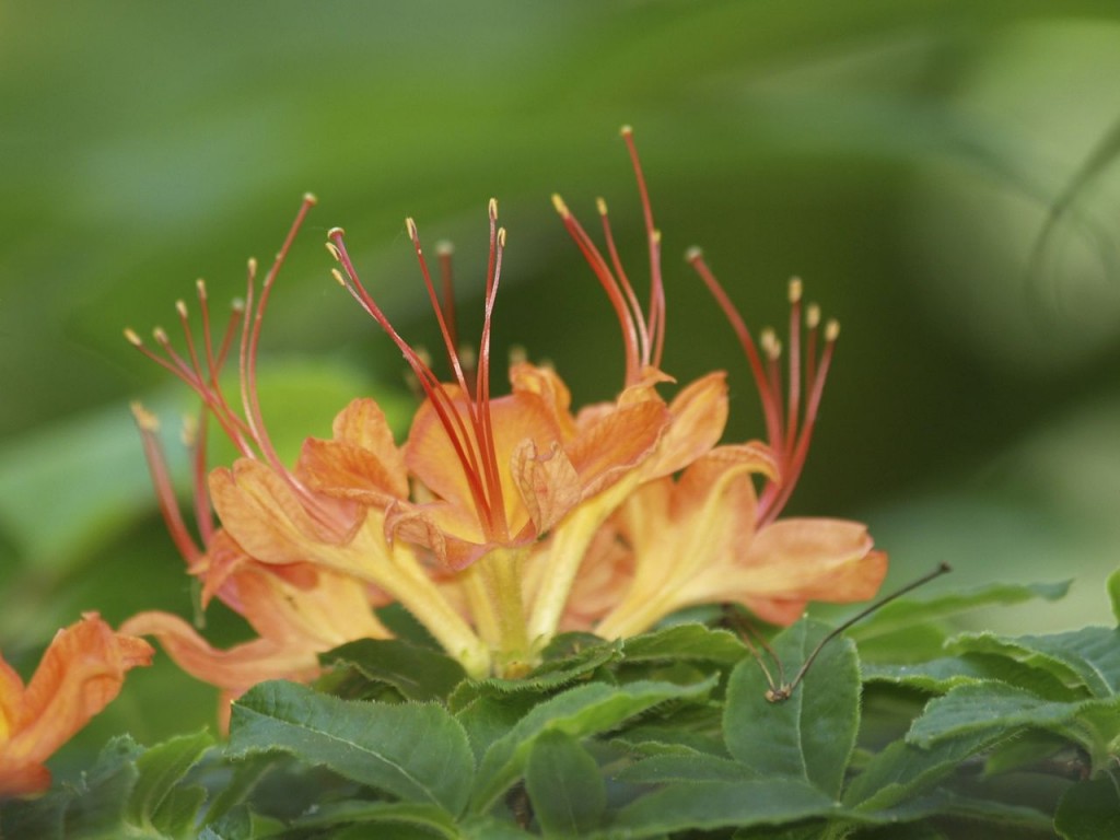 flame azalea