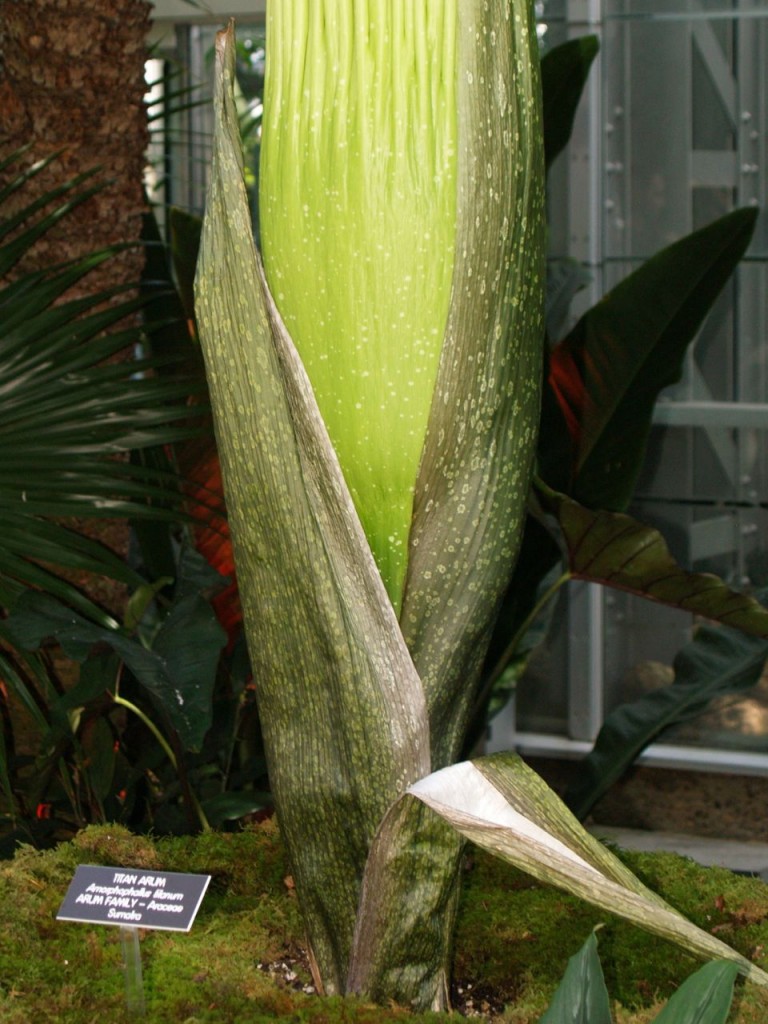 Corpse flower 713