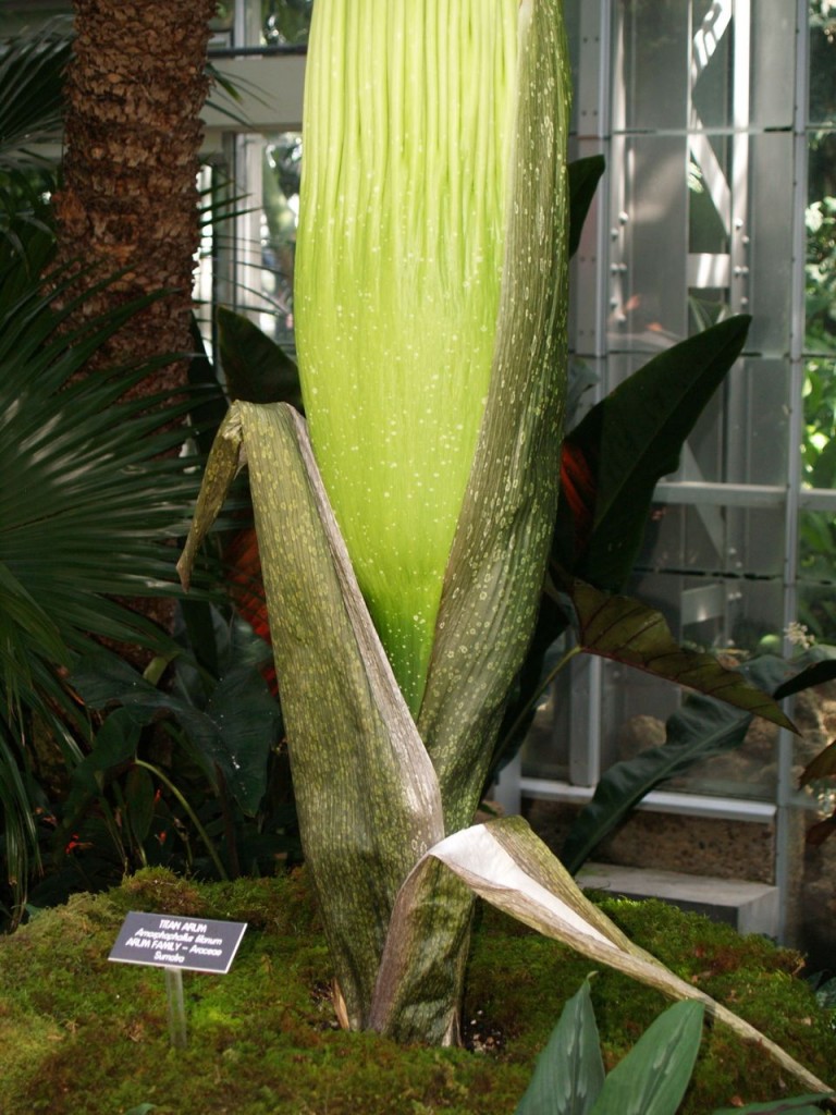 Corpse flower 714