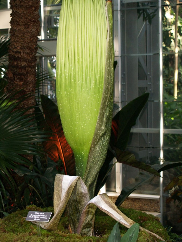 Corpse flower 715