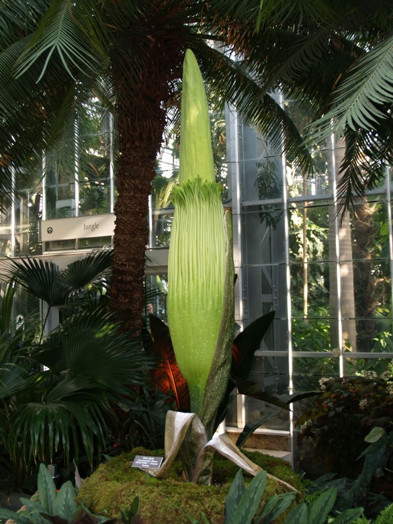 Corpse flower 715