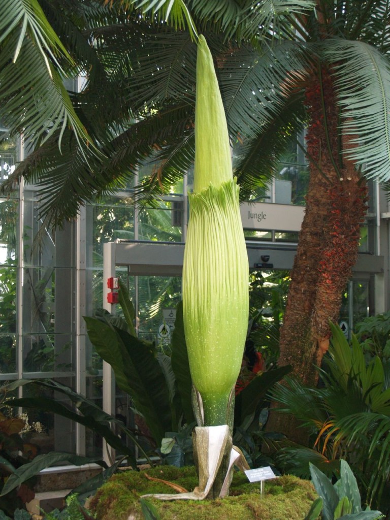 Corpse flower 715