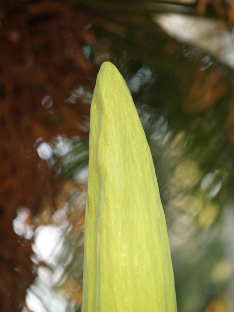 Corpse flower 715