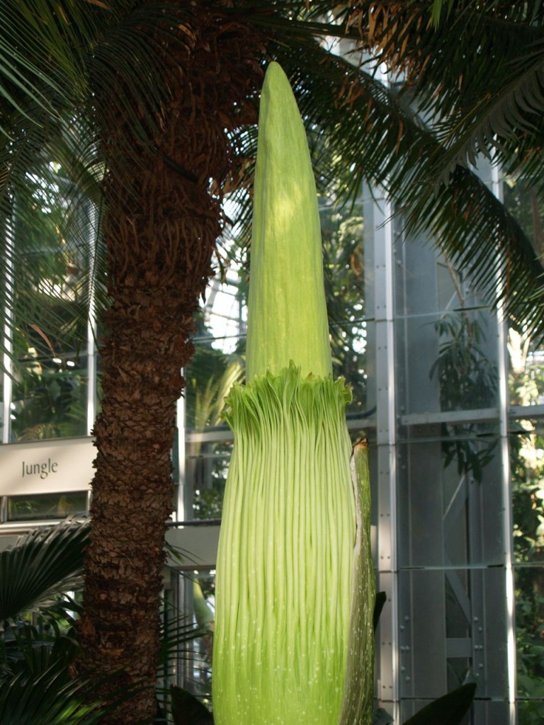 Corpse flower 715