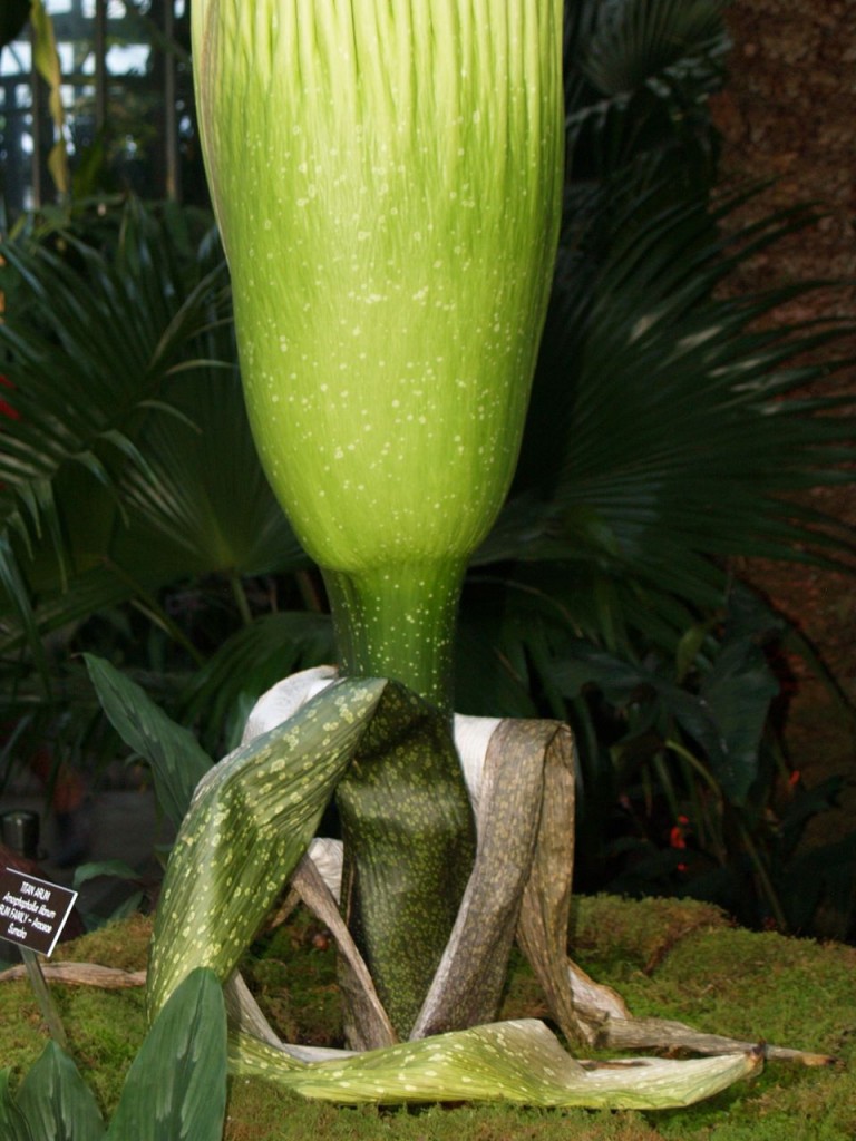 Corpse flower 716