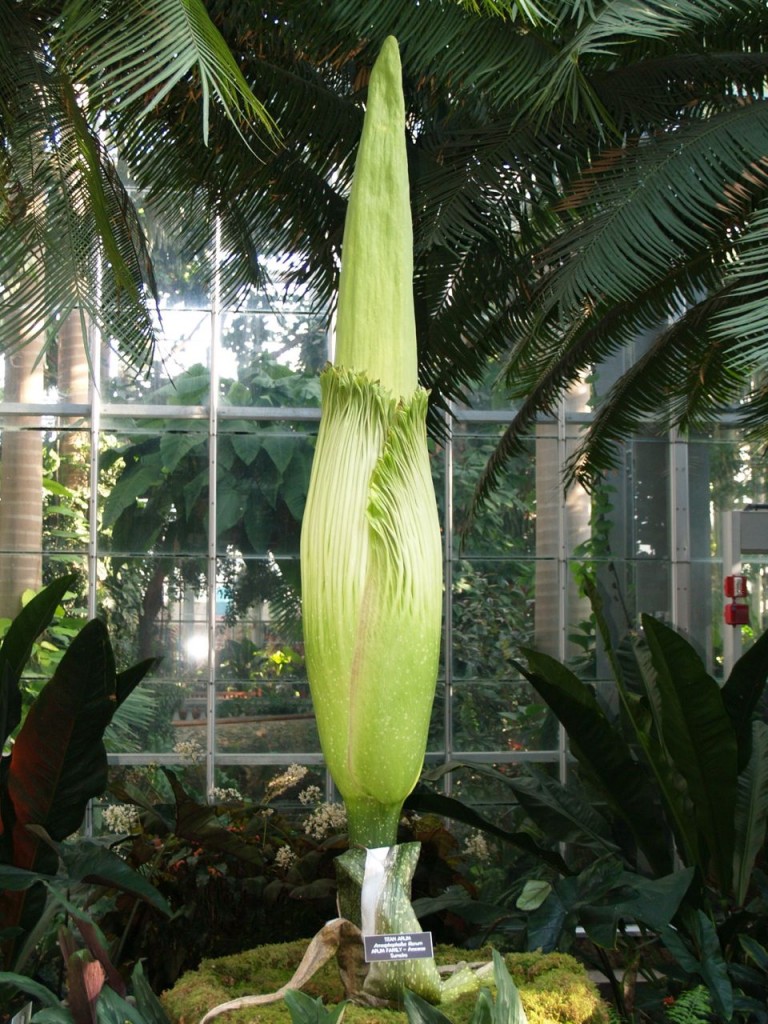 Corpse flower 716