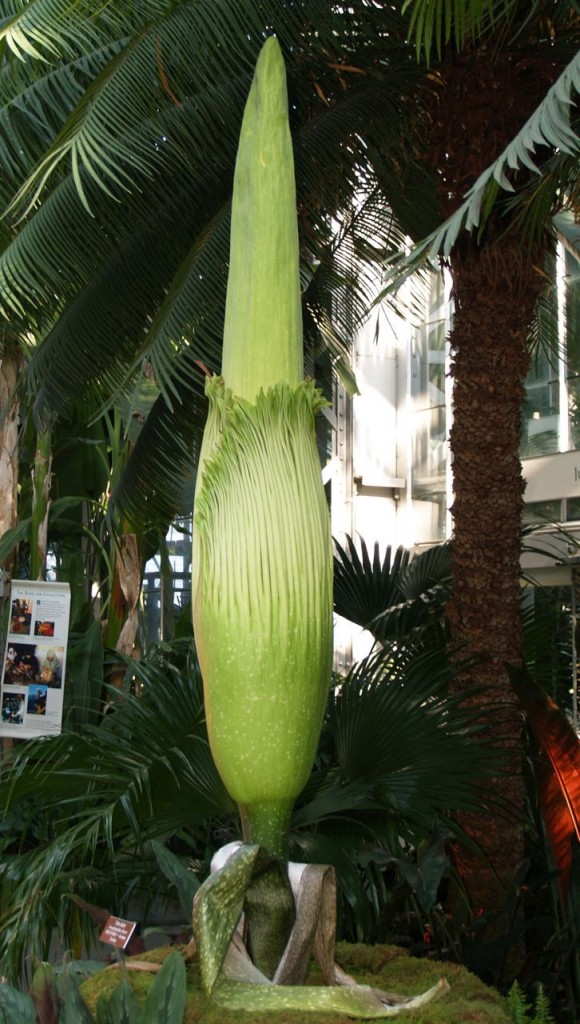 Corpse flower 716