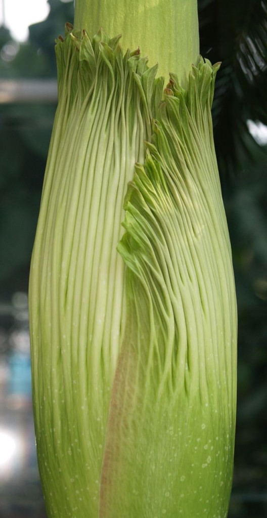 Corpse flower 716