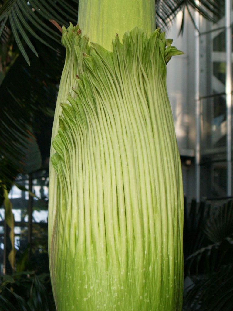 Corpse flower 716