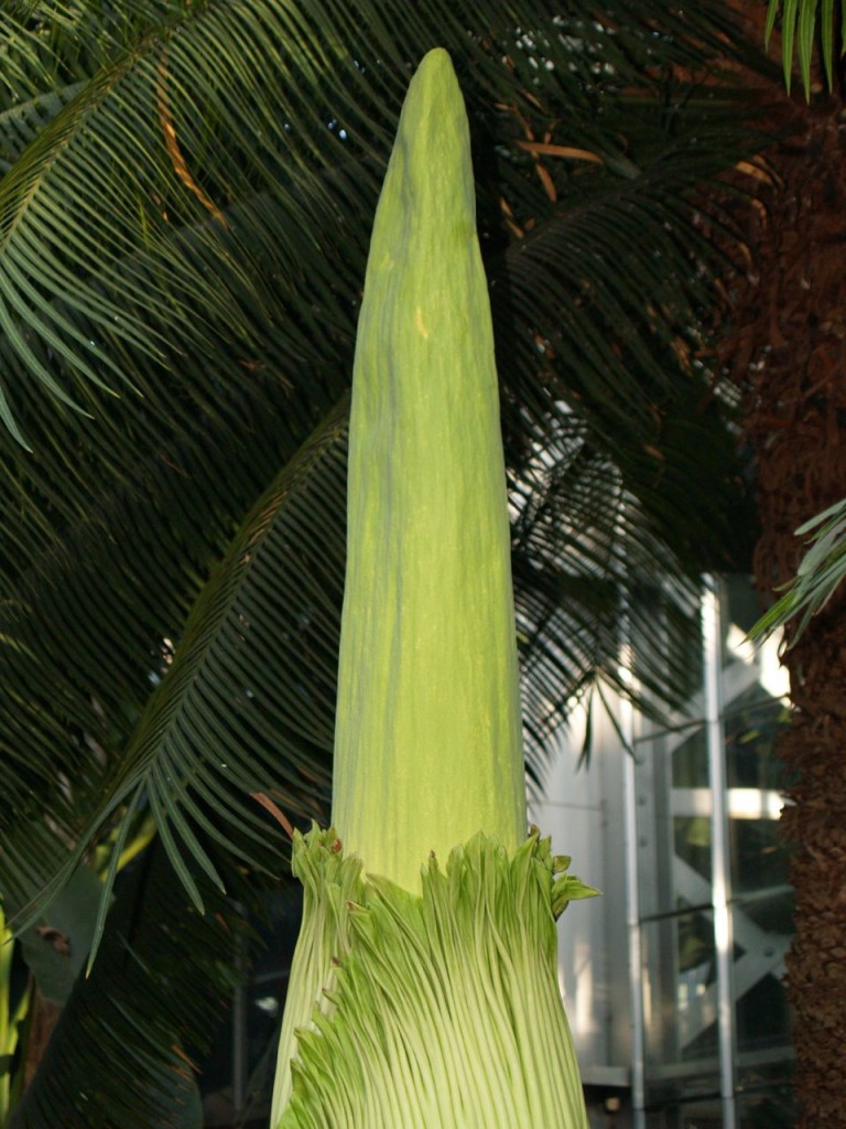 Corpse flower 716