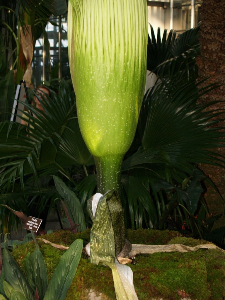 Corpse flower 717